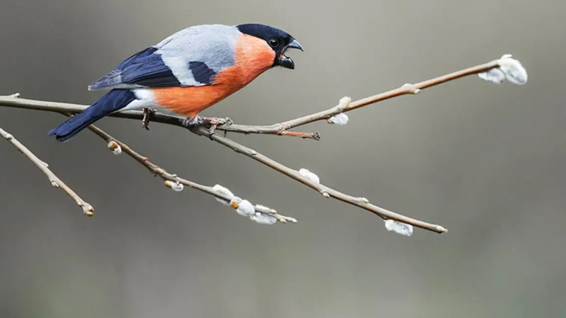  / Fot. Paul Hobson / FLPA / EAST NEWS