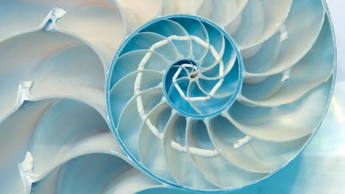 Wiele struktur w przyrodzie – od galaktyk po muszle łodzików (na zdjęciu) i kwiaty słonecznika – można opisać matematycznie za pomocą spirali Fibonacciego. / Fot. GETTY IMAGES