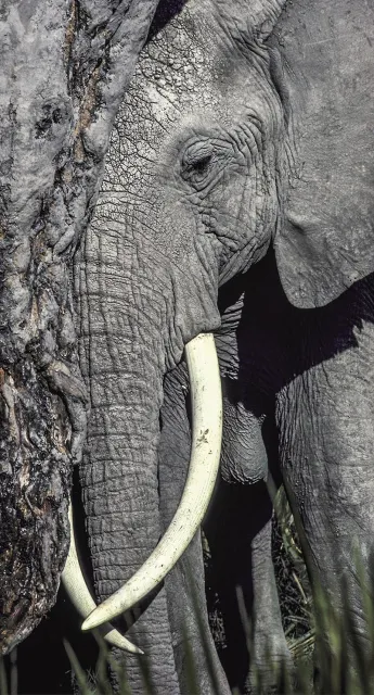 Ciężarne słonice wyszukują drzewa z rodziny ogórecznikowatych i zjadają je, żeby wywołać poród / Fot. Martyn Colbeck / GETTY IMAGES