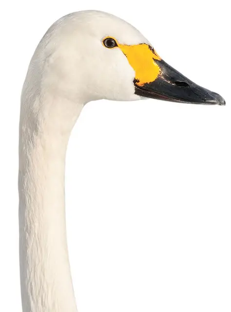  / Fot. David Kilbey / ARDEA / FORUM