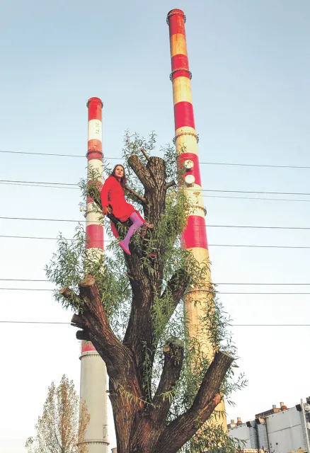 Projekt Cecylii Malik „365 Drzew”, w ramach którego artystka każdego dnia wchodziła na jedno drzewo. Część z nich została już wycięta. Więcej zdjęć na powszech.net/drzewa / Fot. Cecylia Malik