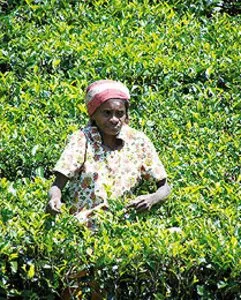 Tamilska kobieta na plantacji herbaty / fot. S. Guliński / 
