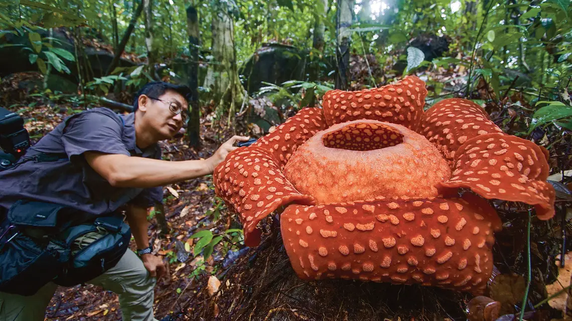 Kwiat raflezji w parku narodowym Gunung Gading. Kuching, Malezja, luty 2019 r. / HERRIEYNAHA / SHUTTERSTOCK