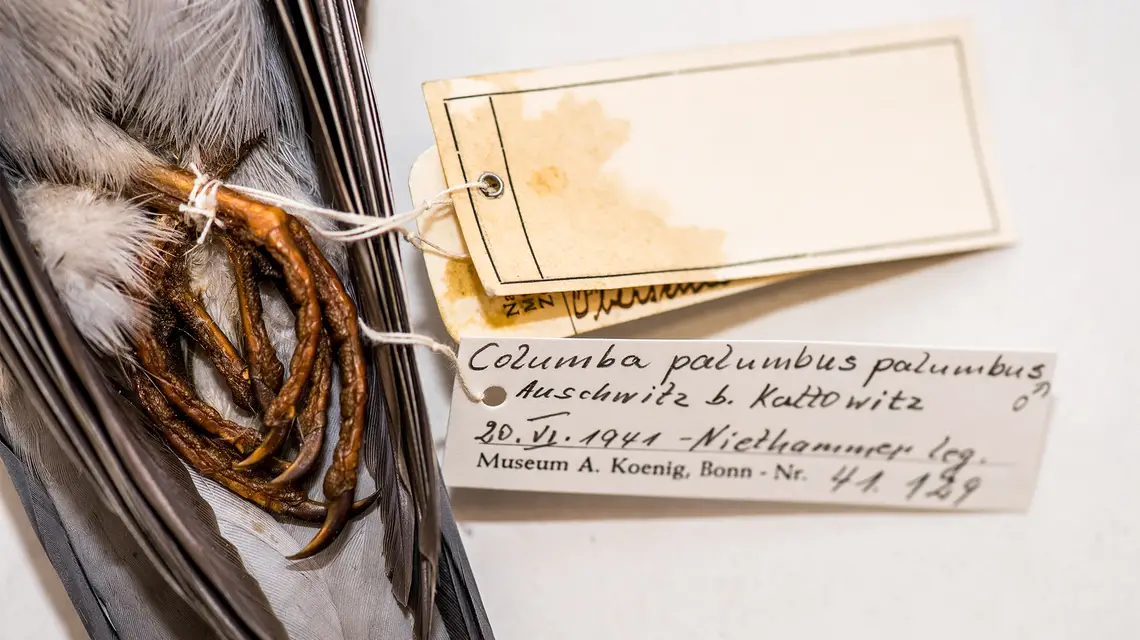 Rybitwa czarna schwytana przez Güntera Niethammera w Harmężach k. Oświęcimia. Kwiecień 1941 r. fot. Jacek Taran