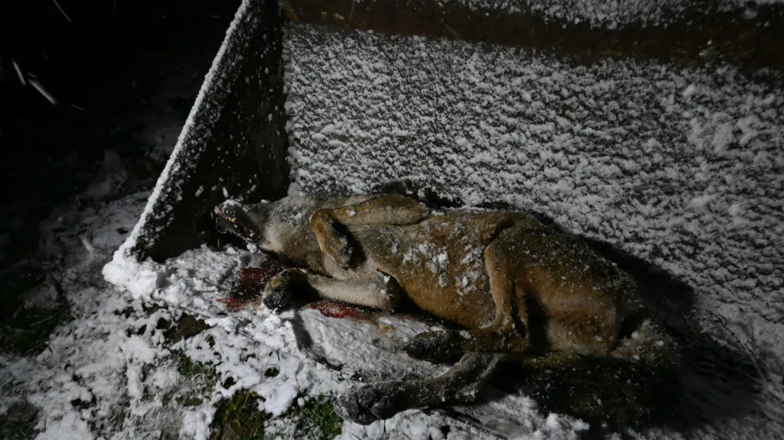 Zabity wilk. 19 listopada 2023, obrzeża Magurskiego Parku Narodowego / fot. Zenon Wojtas