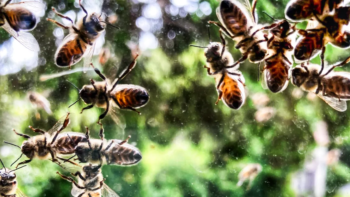 Pszczoły. / Fot. Easaint / Stockimo / Alamy / Be&W