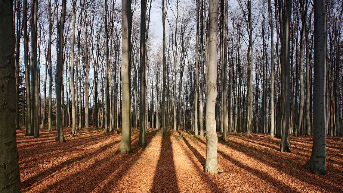 Las bukowy na Jaeorzu, Beskid Wyspowy, 2019 r. / Adobe Stock