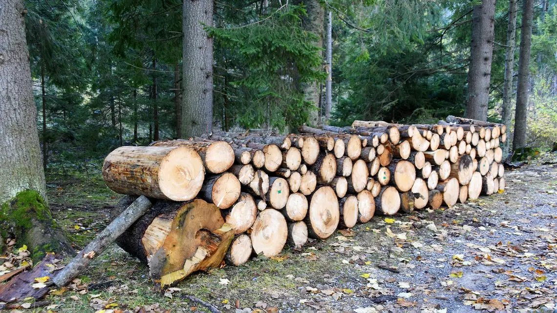 Wycinka w Dolinie Chochołowskiej. Tatry, 30 października 2023 r. / fot. Albin Marciniak / EAST NEWS