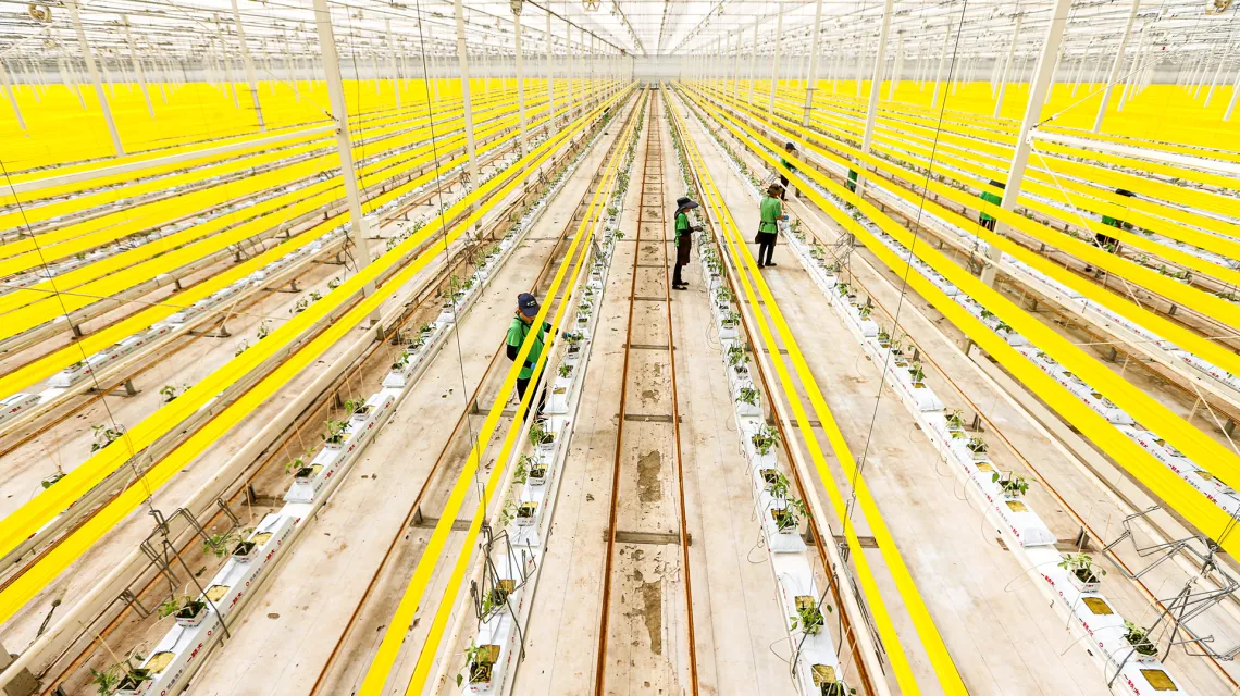 Bezglebowa produkcja pomidorów w inteligentnym parku rolniczym. Meishan, Chiny, 13 września 2023 r. / fot. Costfoto  /NurPhoto / Getty Images