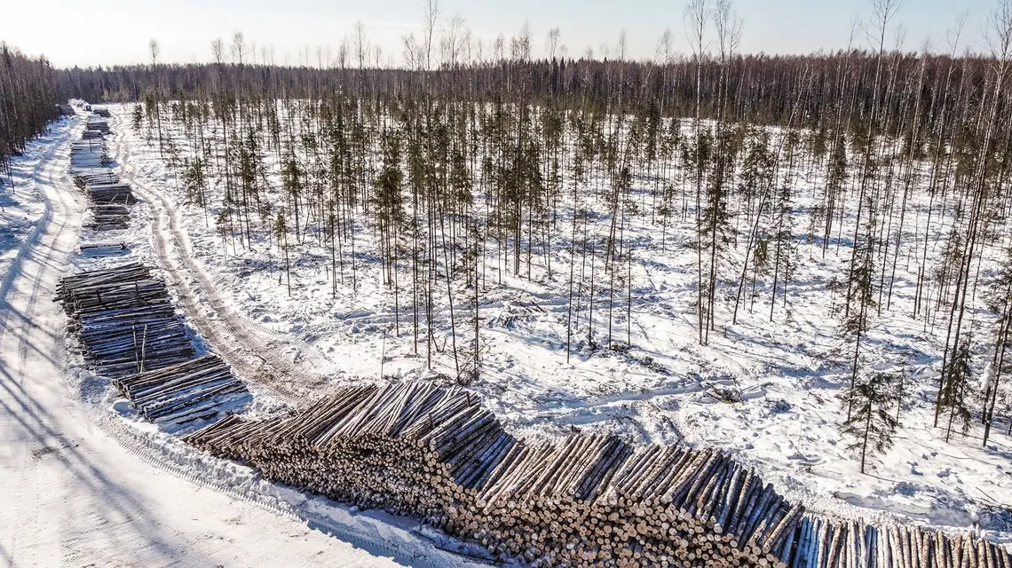 Drewno przygotowane do transportu niedaleko miejscowości Sokol, obwód wołogodzki, Rosja, marzec 2021 r. // Fot. Andrey Rudakov / Bloomberg / Getty Images