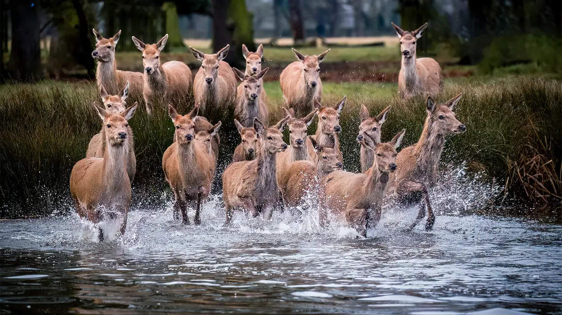 Jelenie w Bushy Park w Londynie. Wielka Brytania, 10 lutego 2024 r. / Fot. Mediadrumimages / Sue Pooley / East News