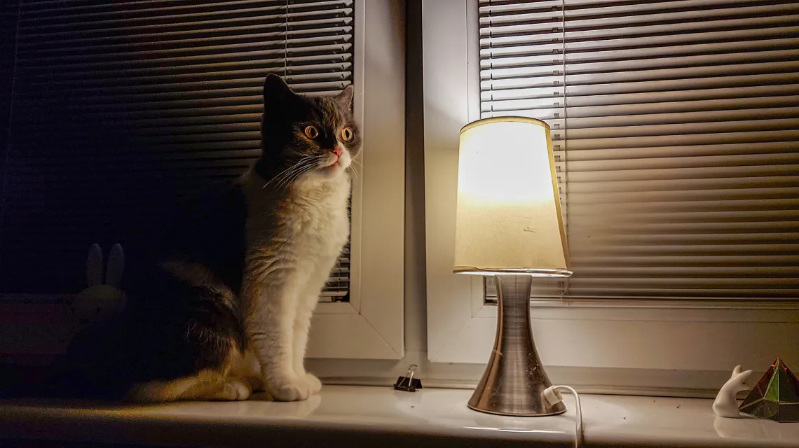 Prawidłowe oświetlenie kotów / fot. Olga Drenda