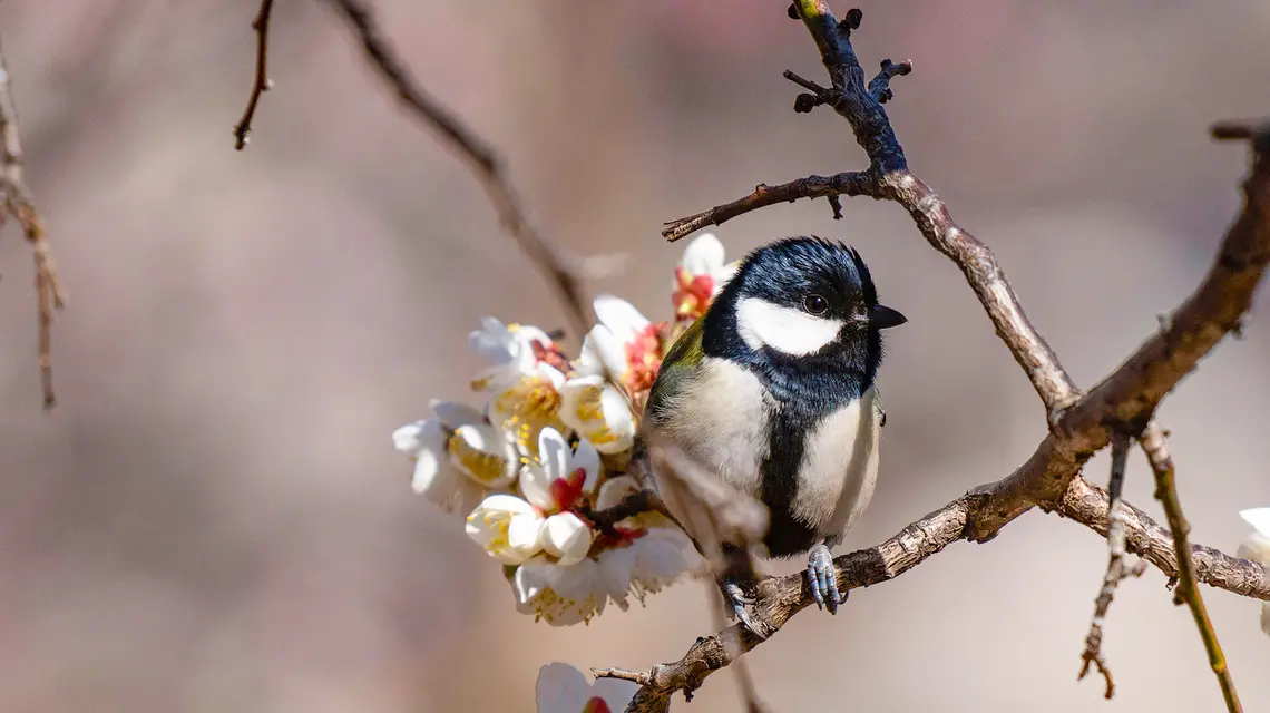 Sikora japońska (łac. Parus minor). Tokio, 2018 r. // World Discovery / Alamy / BE&W