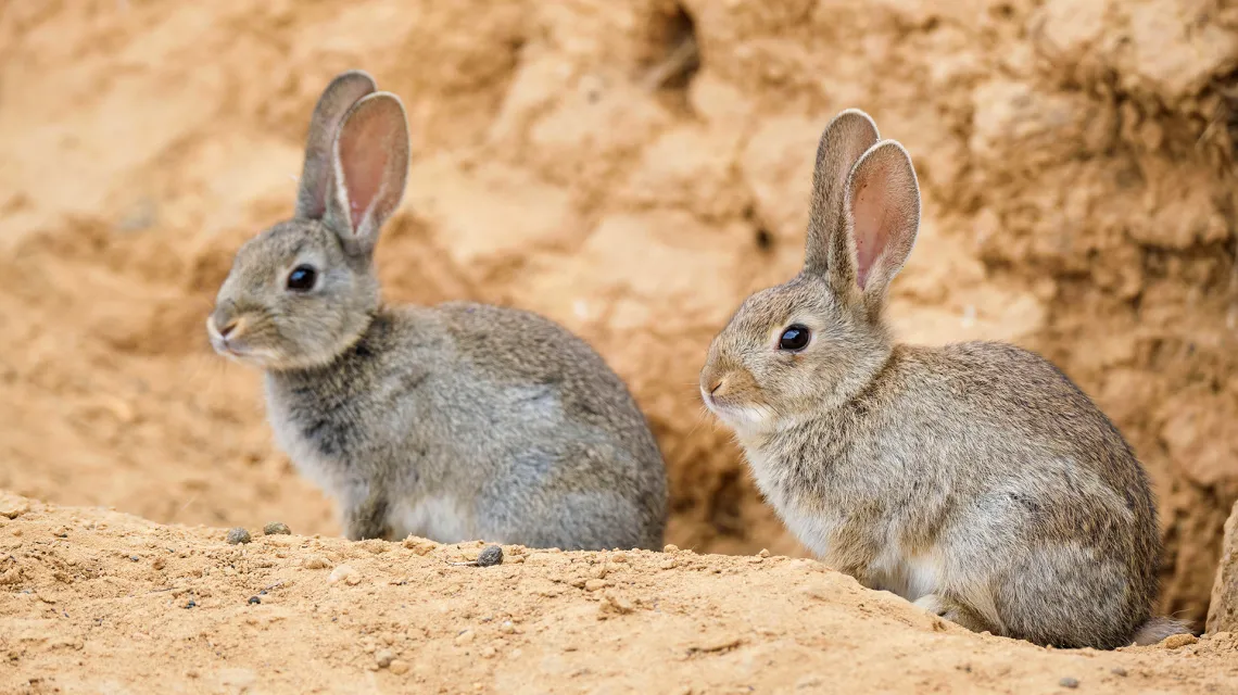 U wielu gatunków królików - m.in. Sylvilagus audubonii (na zdj.) - samice osiągają większe rozmiary od swoich partnerów / fot. Juan Carlos Martinez Salvadores / Alamy / BE&W
