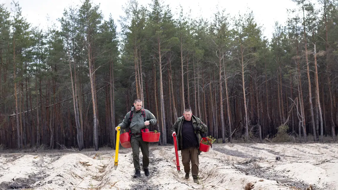 Aleksiej Prihodko (z lewej) i pracownik nadleśnictwa sadzą las na terenach zniszczonych przez działania wojenne. Od frontu dzieli ich kilkanaście kilometrów. Lasy Kremińskie w rejonie łymańskim, 9 marca 2024 r. // Fot. Antonina Palarczyk