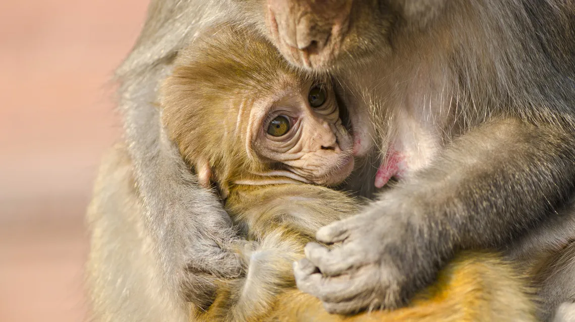 Matka makaka karmi swoje młode. Uttar Pradesh, Indie. // Fot. Frank Bienewald / B&EW