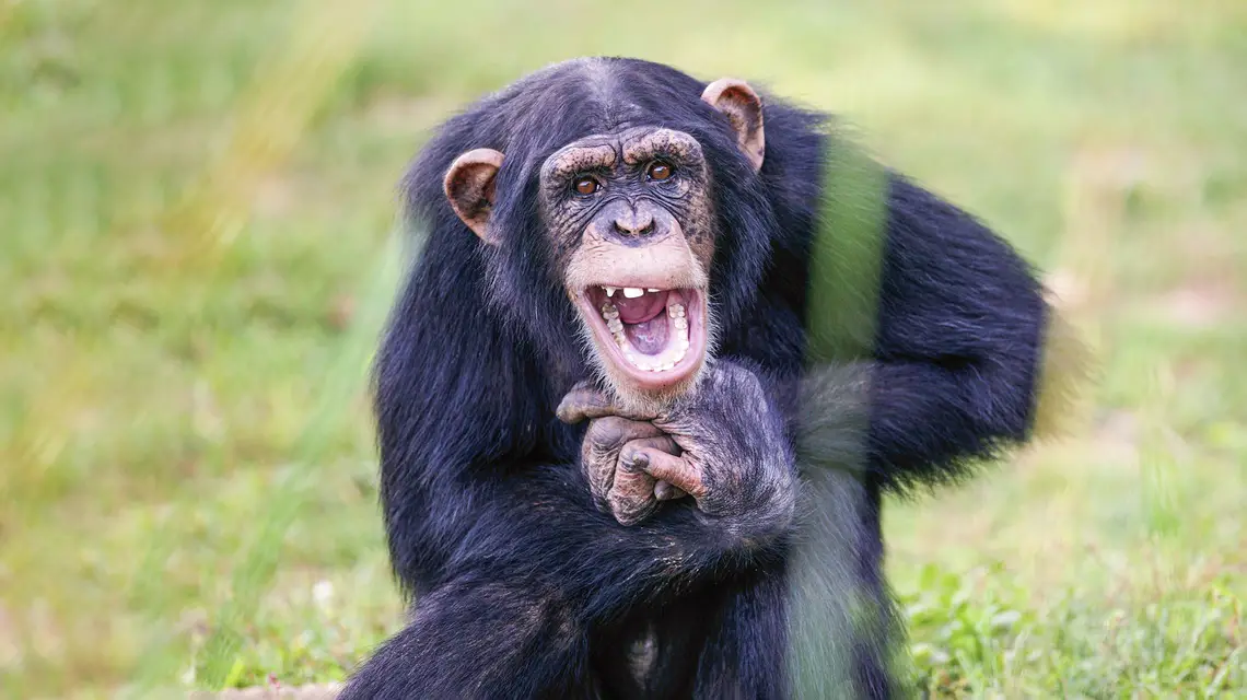 Młody szympans bonobo, Kongo // East News