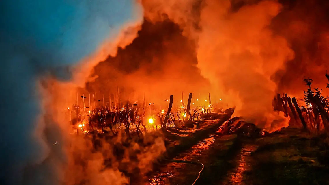 Walka winiarzy z przymrozkami. Winnice w Łazie koło Zielonej Góry. 24 kwietnia 2024 r. // Fot. Władysław Czulak / Agencja Wyborcza.pl