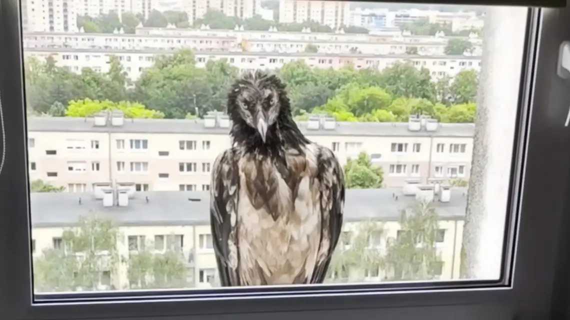 Orłosęp w poznańskim mieszkaniu // Fot. Maciej Mleczko / Facebook