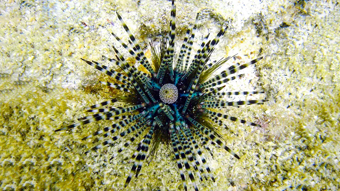 Echinothrix calamaris // Domena publiczna / Wikipedia