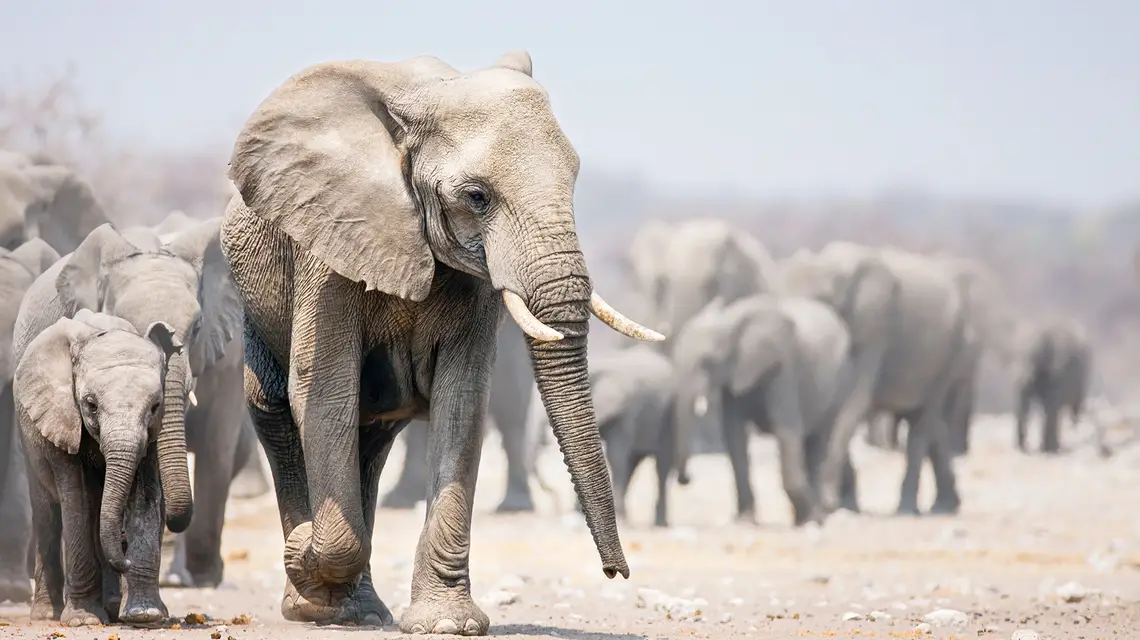 Słonie afrykańskie w Namibii // Fot. Johan Swanepoel / Alamy / B&EW