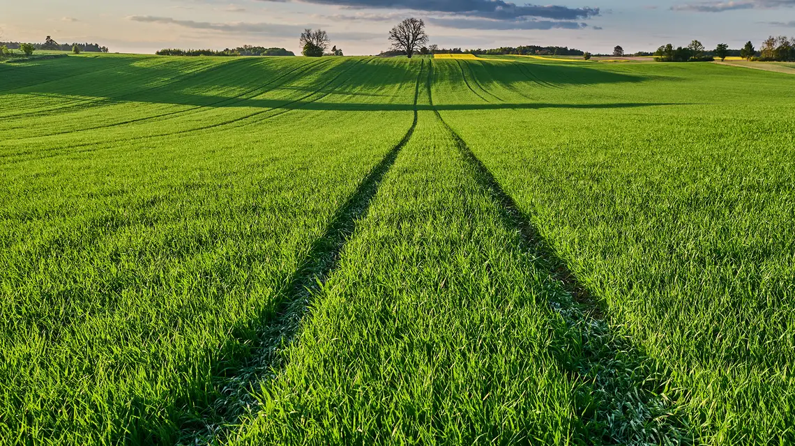 Współczesne rolnictwo, oparte na fotosyntezie, wymaga wykorzystania olbrzymich terenów pod uprawy // Fot. Barytek / Stock.adobe.com
