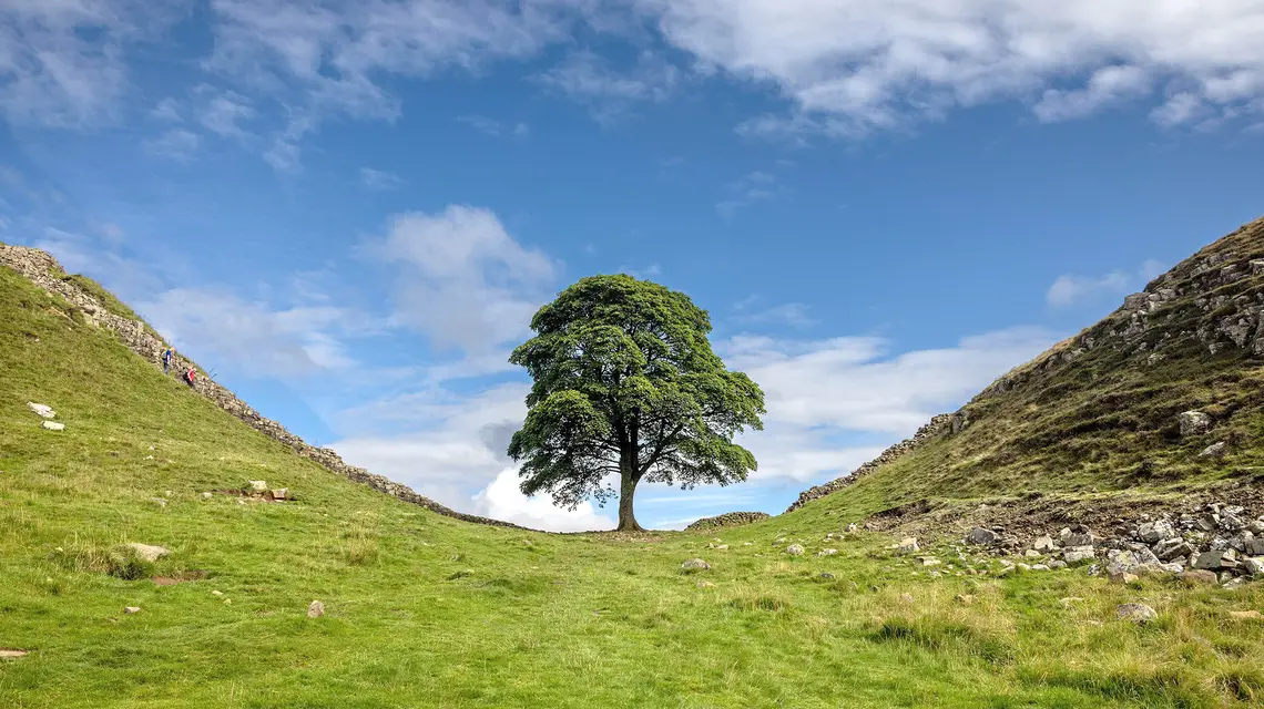 Sycamore Gap Tree – Drzewo z Jaworowego Przesmyku // Alamy / B&EW