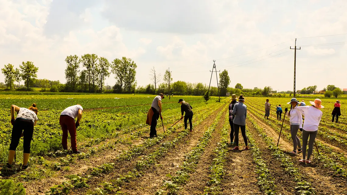 Emigranci z Azji i Europy Wschodniej na plantacji truskawek w okolicy Płońska, woj. mazowieckie. 27 maja 2020 r. // Fot. Jakub Kamiński / East News