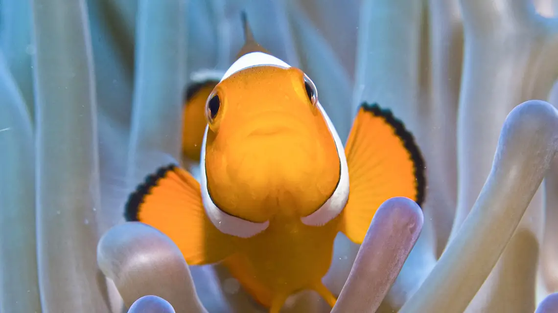 Amphiprion ocellaris // Fot. J.W.Alker / B&EW