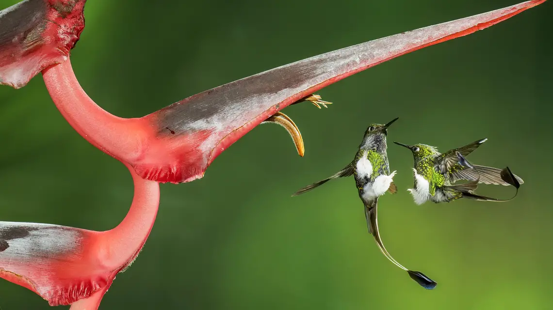 Furczak długopióry (Ocreatus underwoodii), jeden z wielu gatunków kolibrów zamieszkujących Amerykę Południową. Długie, ozdobne ogony, występują wyłącznie u samców // Fot. Lucas Bustamante / Be&W 
