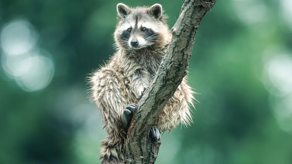 Szop pracz (procyon lotor) // Arco Images / B&EW