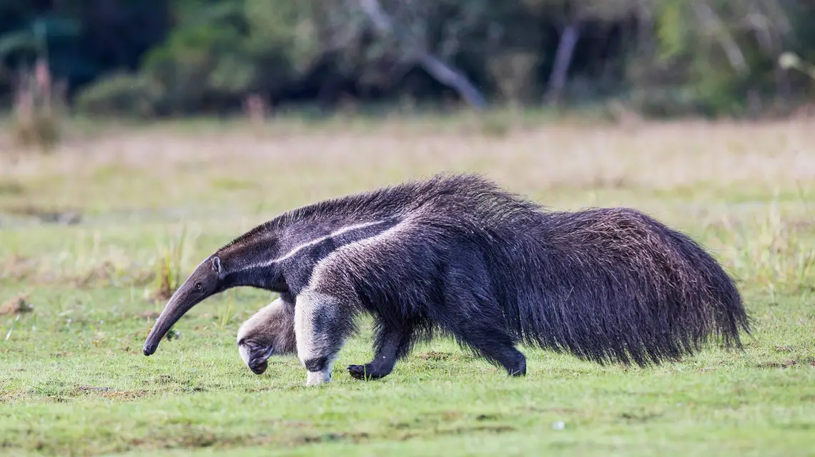 Mrówkojad wielki // Fot. Záruba Ondřej / Adobe Stock