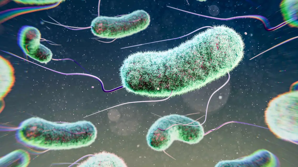 Bakteria E. coli, ilustracja // Thom Leach / Science Photo Library RF / East News 