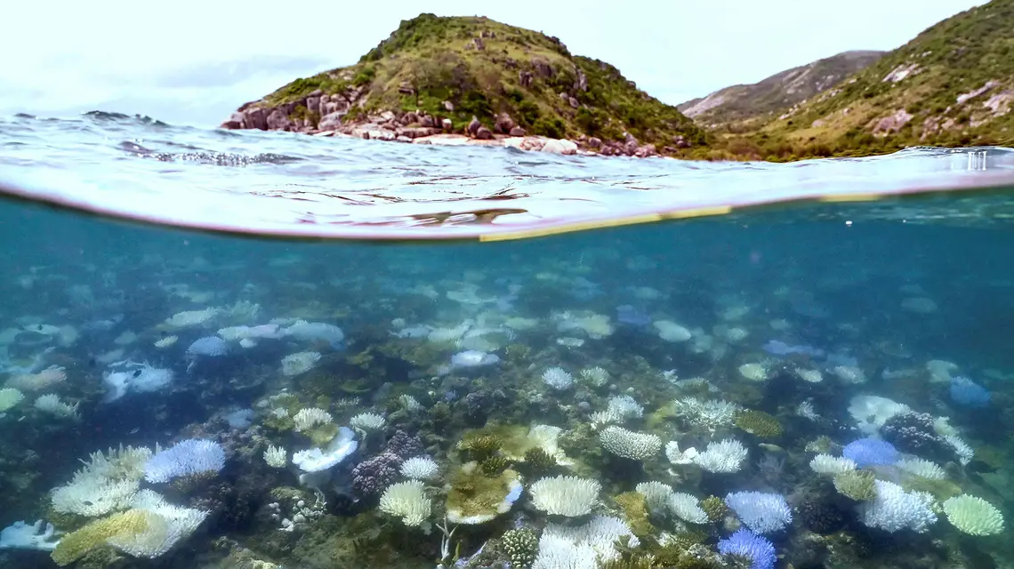 Bielenie koralowców na Lizard Island u wybrzeży Australii, w rejonie Wielkiej Rafy Koralowej, kwiecień 2025 r. // Fot. David Gray / AFP / East News 