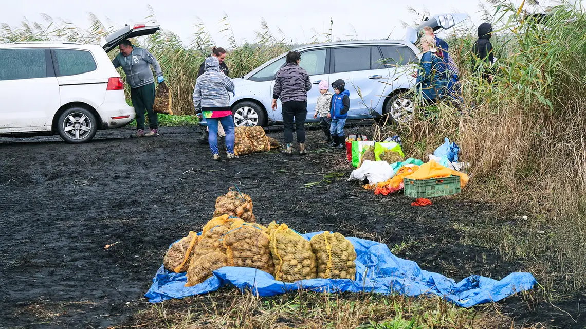 Samozbiory w gospodarstwie Moniki Olszak w Kruszynie Krajeńskim w gminie Białe Błota. 11 września 2025 r. // Fot. Wojciech Olkuśnik / East News