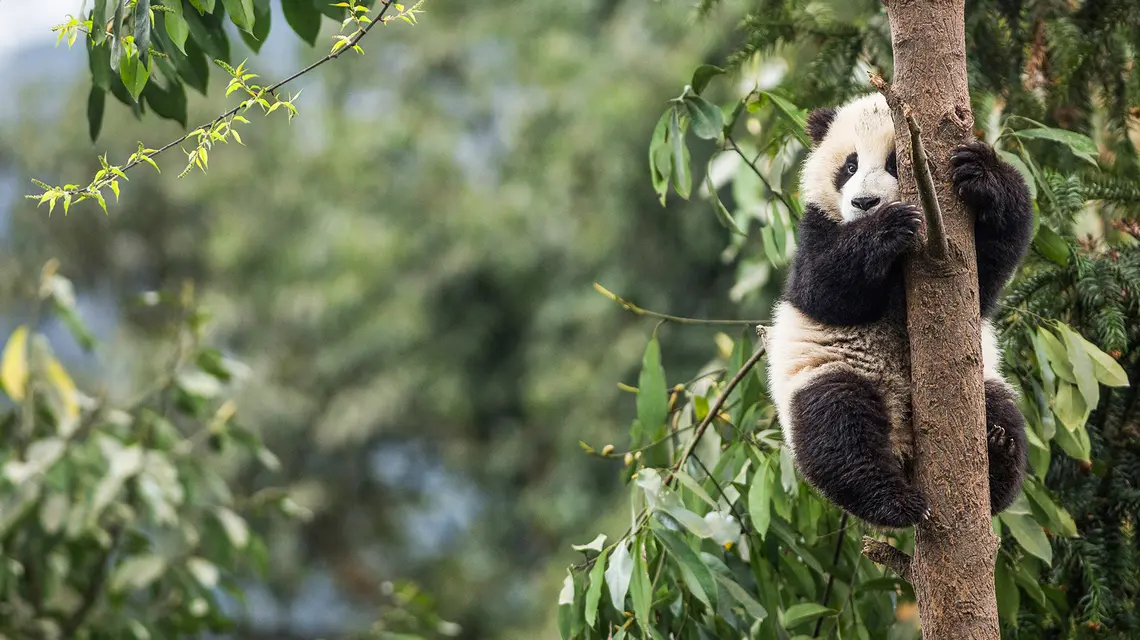 Ok. 6-8-miesięczna panda wielka w Syczuanie. Większość żyjących na wolności osobników zamieszkuje tę chińską prowincję // Fot. Jak Wonderly / Adobe Stock 