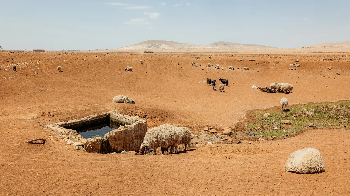 Przez wieki region Daraa produkował żywność. Dziś potrzebuje pomocy: zmiany klimatu, wojna domowa i wtargnięcie Izraela zamieniają ten zielony „spichlerz” w pustynną krainę. // Fot. Amadeusz Świerk