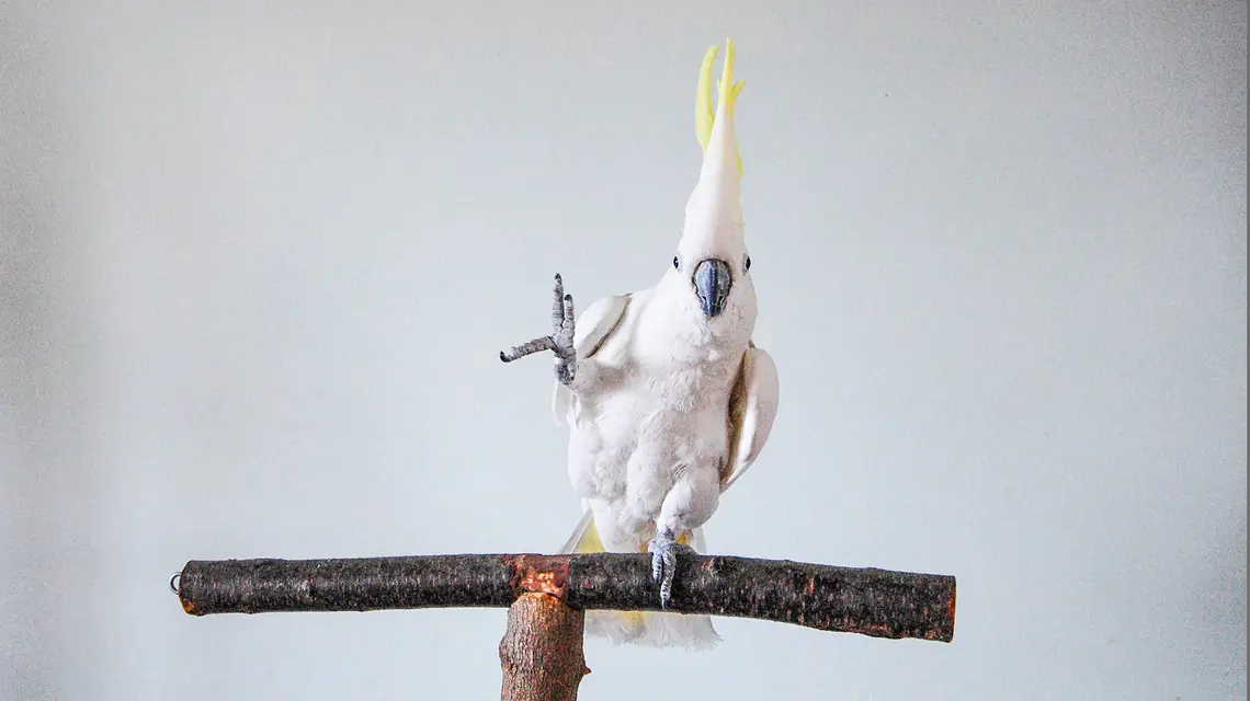 Snowball, tańcząca do muzyki kakadu żółtoczuba, gwiazda YouTube’a // Fot. Irena Schulz / Bird Lovers Only Rescue Service Inc. / AFP / East News 