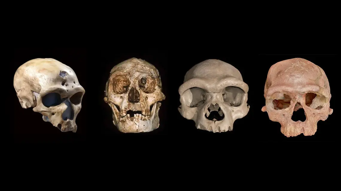 Od lewej: La Chapelle, 50-60 tys. lat (linia neandertalczyków); Homo floresiensis, 60-100 tys. lat (hobbit z Flores); Harbin, 140-300 tys. lat (linia denisowian); Jabel Irhud, 300 tys. lat (wczesny H. sapiens) // materiały prasowe
