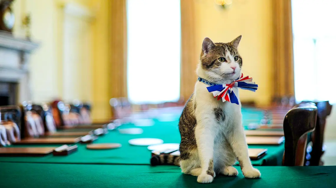 Larry, Główny Myszołap, na posterunku w sali posiedzeń rządu przy Downing Street. // Fot. Ben Stansall / PA / East News