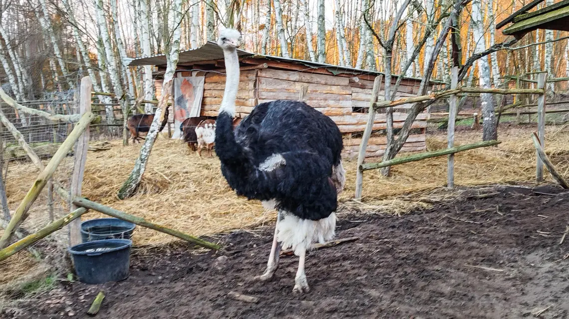Struś Zenek // Osada Traperska Bolechówko 