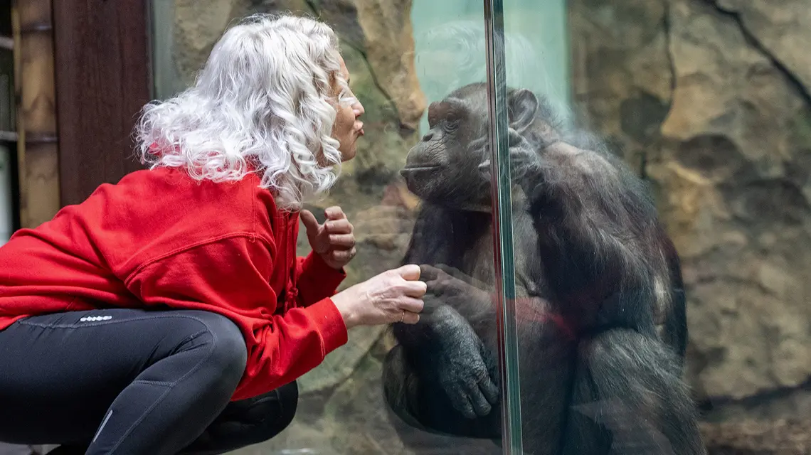 Szympans Dżeta w charkowskim ogrodzie zoologicznym, z opiekunką Wiktorią, biolożką po kijowskim uniwersytecie. Ukraina, 2 marca 2026 r. // Fot. Marek Bednarz 