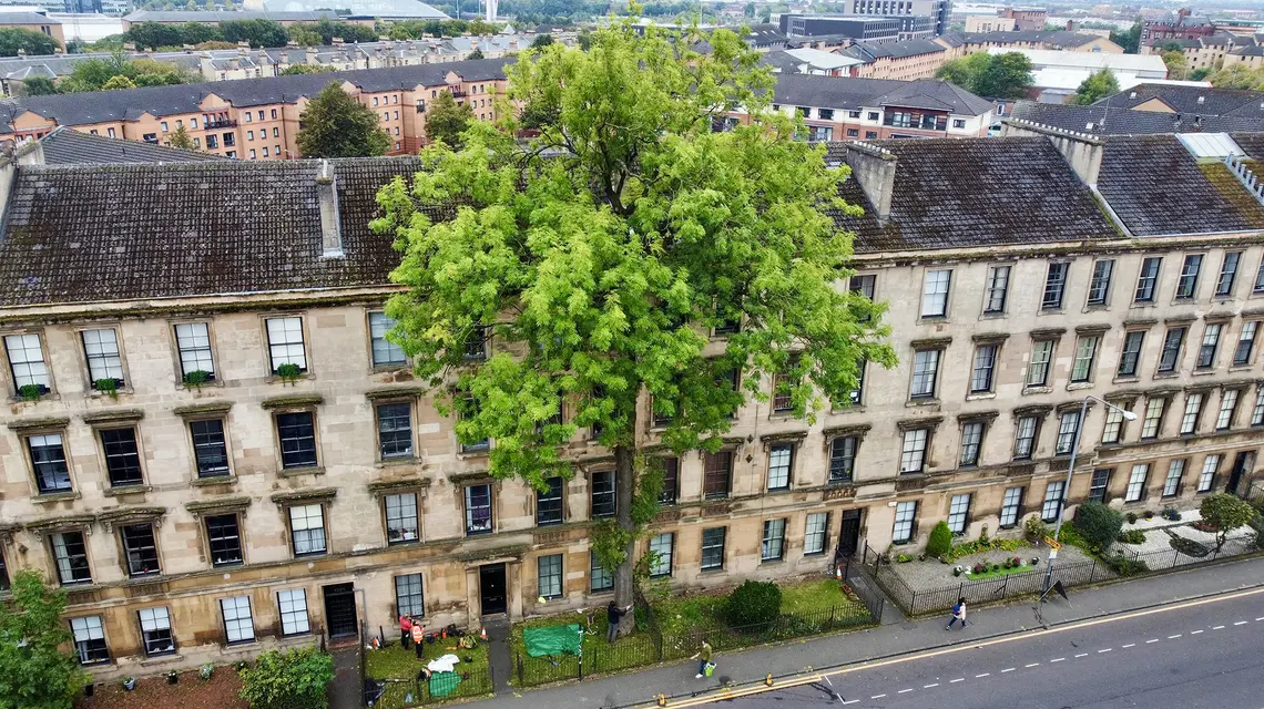 Jesion z Glasgow od ok. 170 lat trwa samotnie przy Argyle Street // Fot. Talesfromthecanopy / CC BY-SA 4