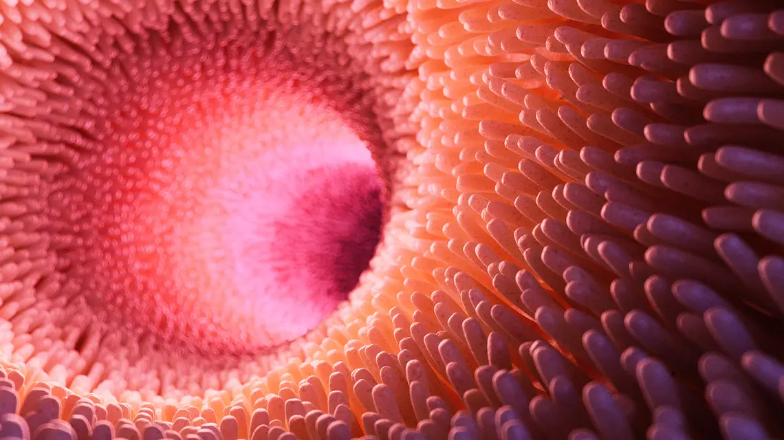 Ilustracja jelita cienkiego – kosmki jelitowe zwiększają powierzchnię wchłaniania składników odżywczych do krwi i limfy. U niektórych zwierząt dobrze ukrwione jelita mogą również uczestniczyć w wymianie gazowej, co zainspirowało eksperymenty z podawaniem tą drogą tlenu ludziom // Sebastian Kaulitzki / Adobe Stock