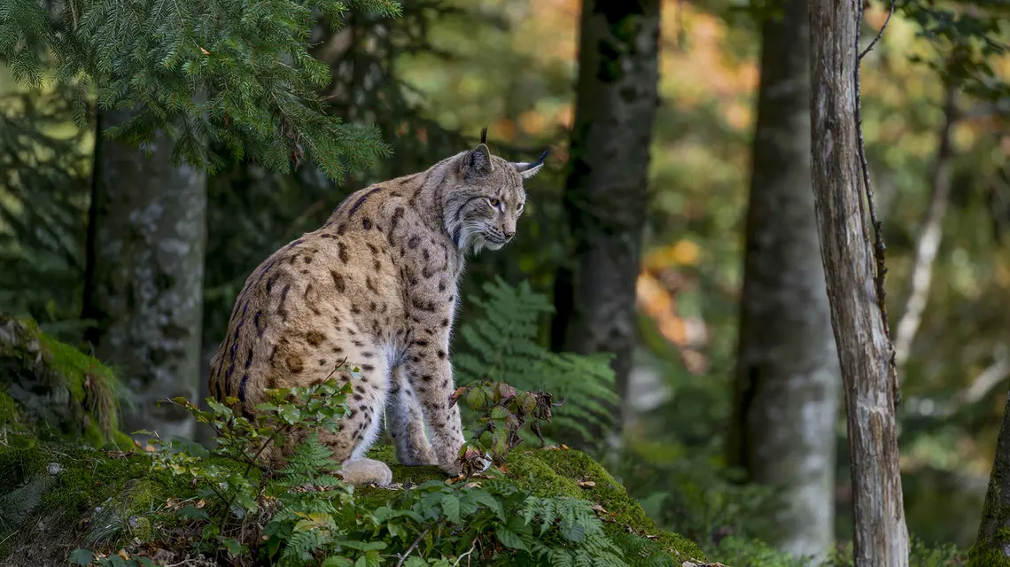 Kadr z filmu „Szepty lasu”, ryś w Babiogórskim Parku Narodowym // Fot. Krzysztof Sarapata, Tomasz Kotaś / materiały prasowe 