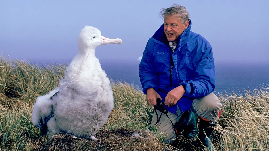 David Attenborough i pisklę albatrosa wędrownego na planie filmu „Życie pośród lodu”, BBC, 1992 r. // Fot. Ben Osborne / Nature Picture Library / BE&W 