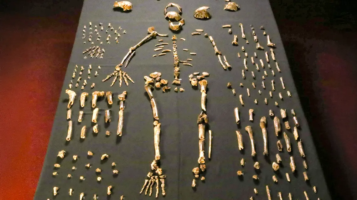 Homo naledi // Emőke Dénes / CC BY-SA 4.0