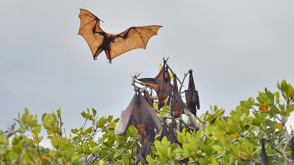 Rudawka malajska (Pteropus vampyrus), nazywany też latającym psem lub latającym lisem, to jeden z największych gatunków nietoperzy (rozpiętość skrzydeł sięga 1,5 metra, a waga kilograma). Zamieszkuje Azję Południowo-Wschodnią. Żywi się owocami, nektarem i pyłkiem // Claude Balcaen / Biosphoto / AFP / East News