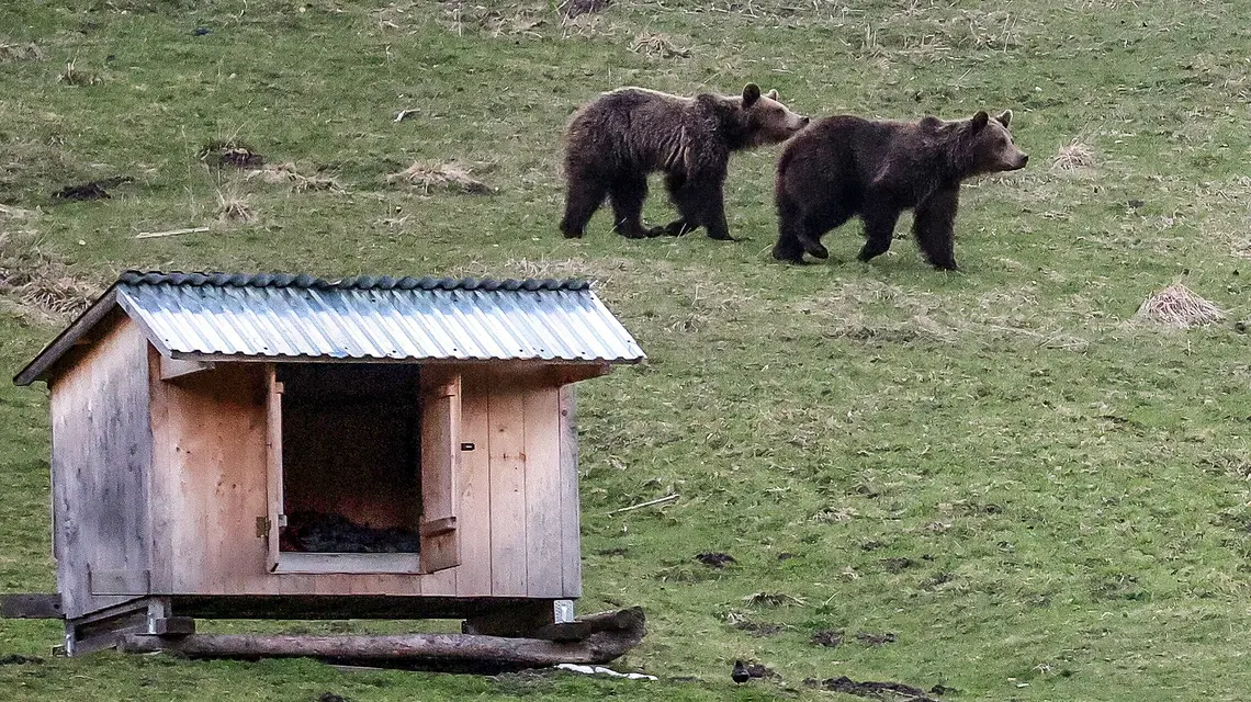 Niedźwiedzie w Kuźnicach, w pobliżu drogi do stacji kolejki na Kasprowy Wierch, 12 kwietnia 2025 r. // Fot. Grzegorz Momot / PAP