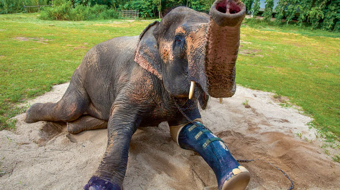 50-letni słoń Motala, który stracił nogę w wybuchu miny przeciwpiechotnej,  po założeniu protezy. Szpital dla słoni w Mae Yao National Reserve, Tajlandia, sierpień 2011 r. / PAULA BRONSTEIN / GETTY IMAGES